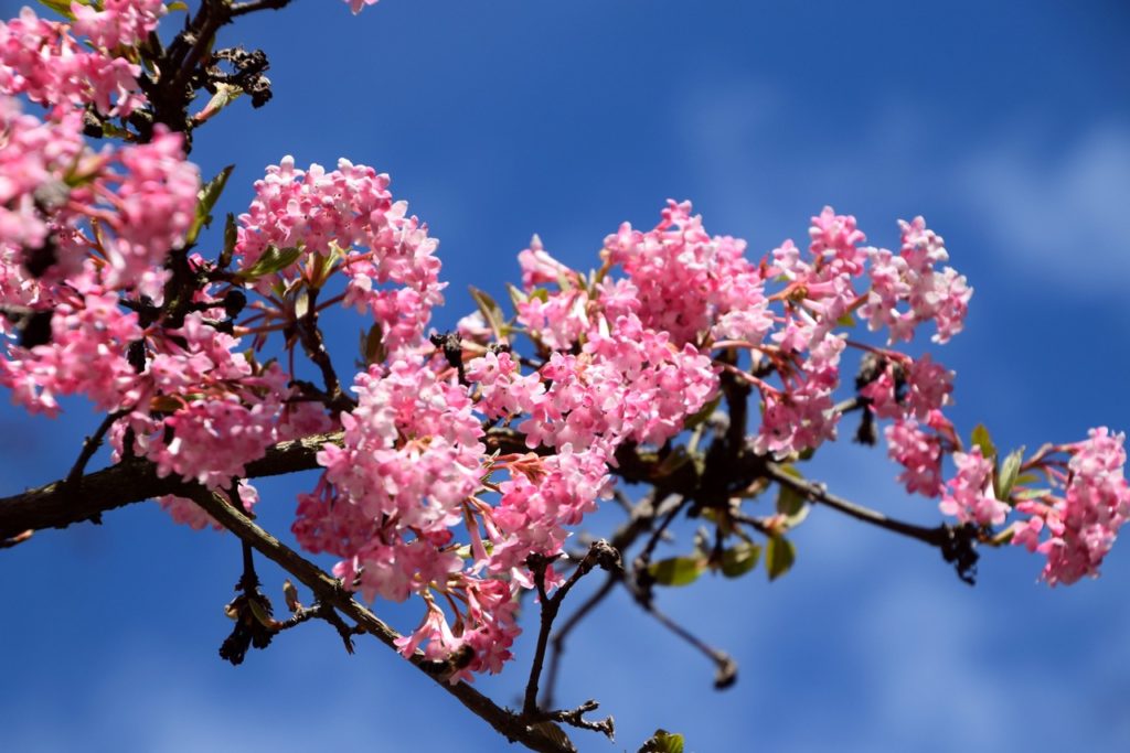 Viburnum × bodnantense 'Charles Lamont' with bright pink flowers in front of a blue sky