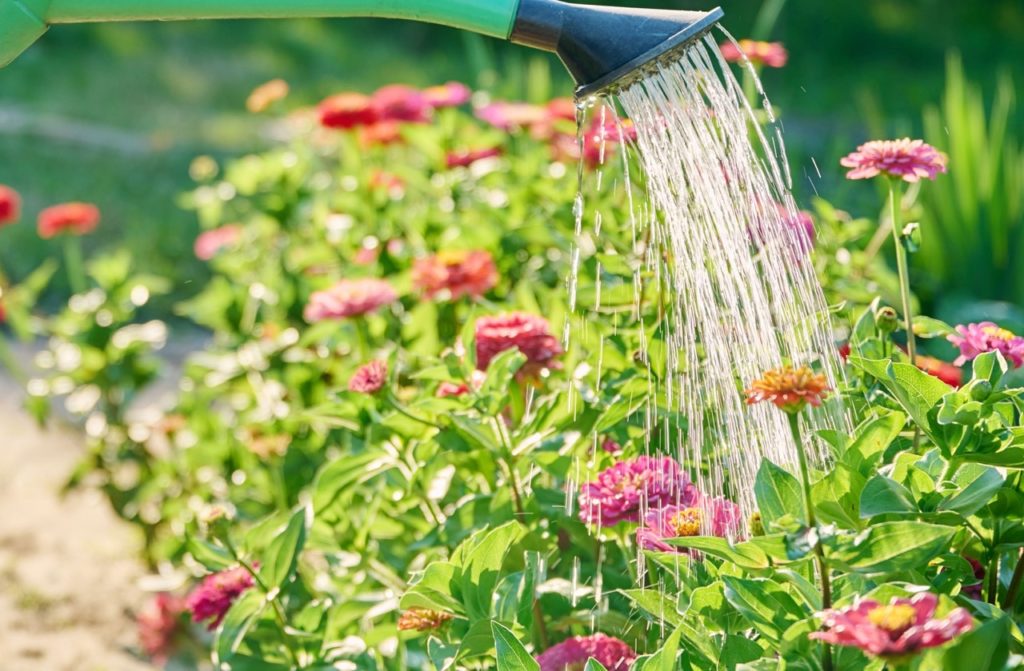 a rose attachment fitted to a watering can dispersing water over pink and orange flowering zinnias