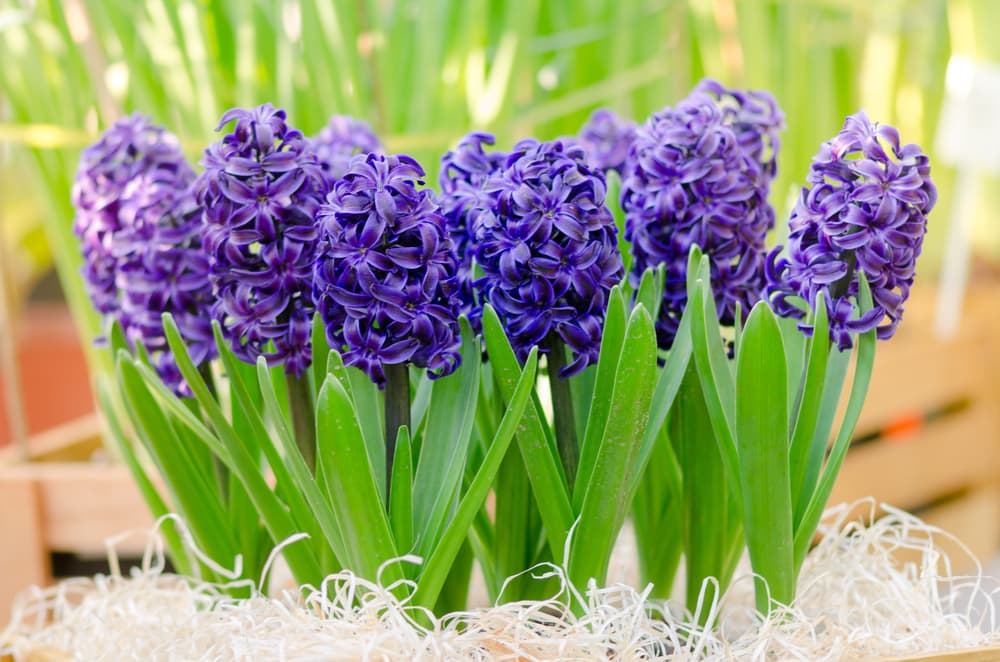 upright flowers of Hyacinth 'Delft Blue' growing in sunlight