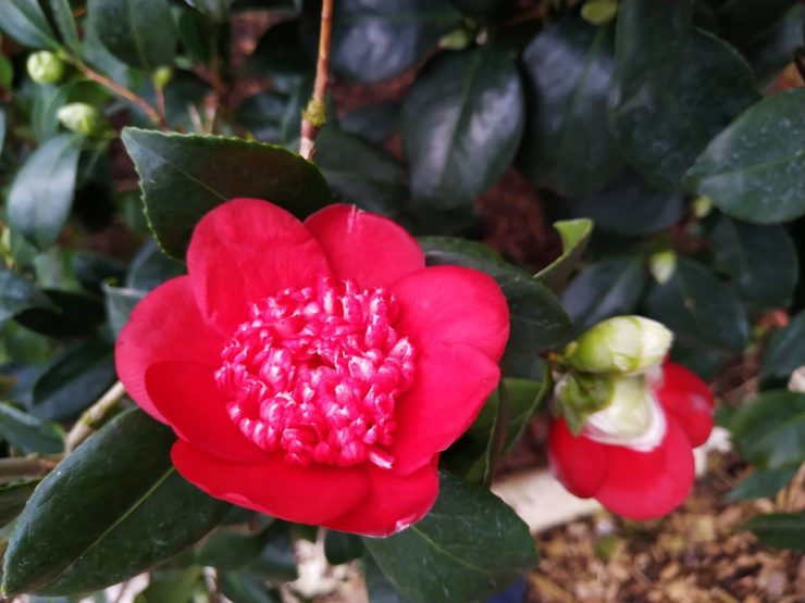 Camellia Japonica Camellia' Plant Care Horticulture