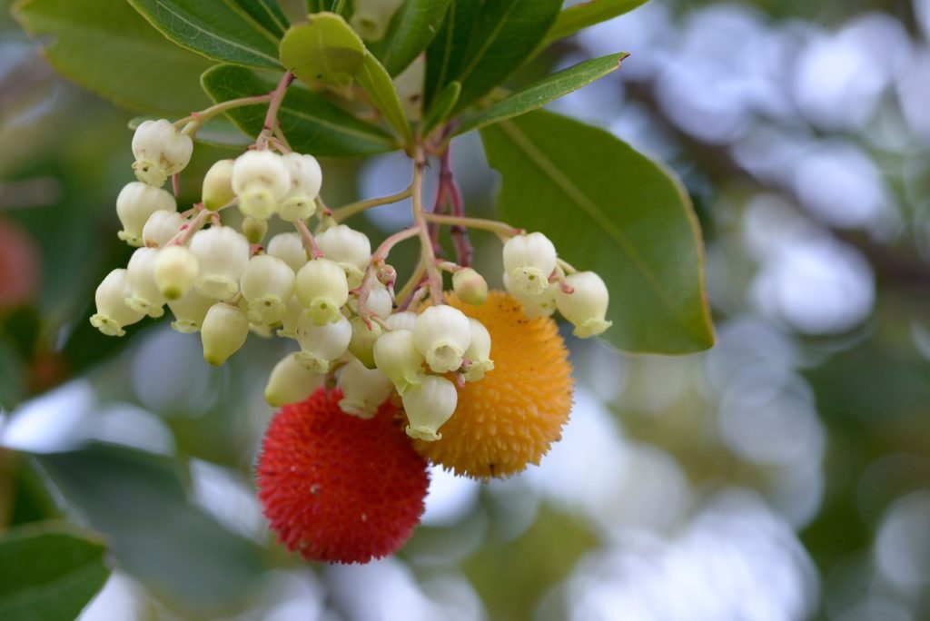 bell-shaped cream flowers and yellow and red fruits hanging from the stems of arbutus unedo