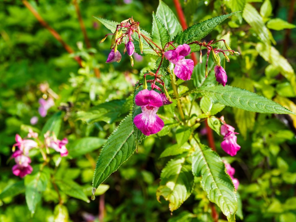 pink florets from an Impatiens glandulifera plant