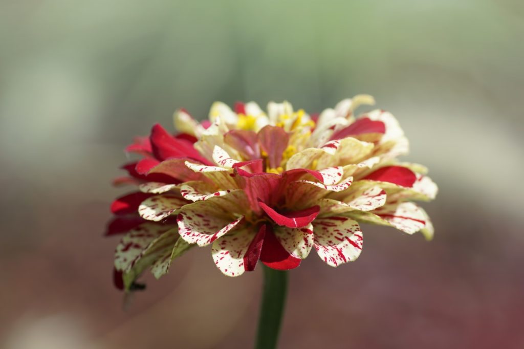 flower of zinnia 'peppermint stick mix' variety