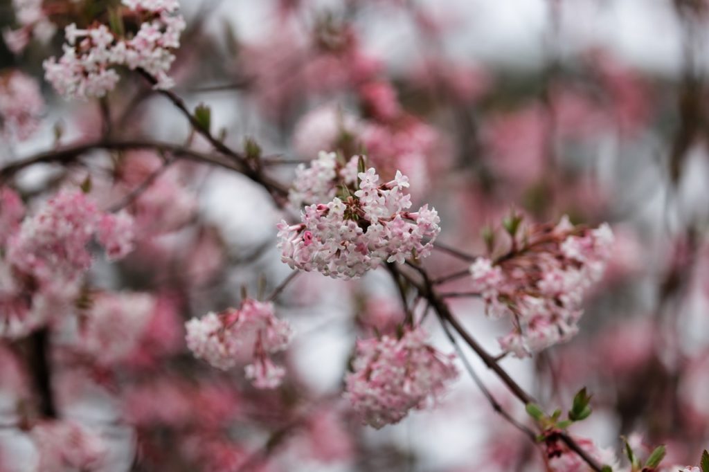 Viburnum × bodnantense 'Deben' with tiny pink flowers