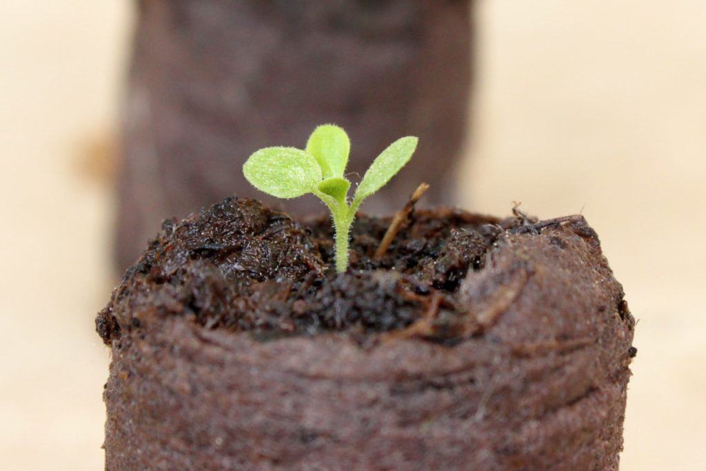 sprouting petunia seedling growing in a seed starting kit