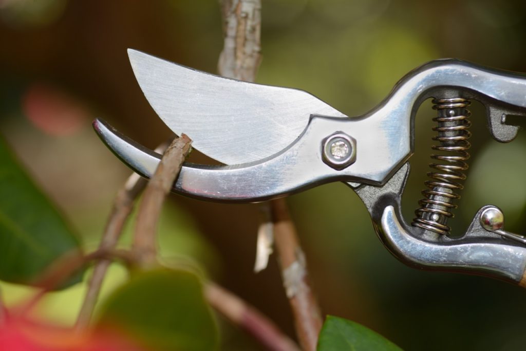 shiny new secateurs cutting into the brown stem of a woody rhododendron