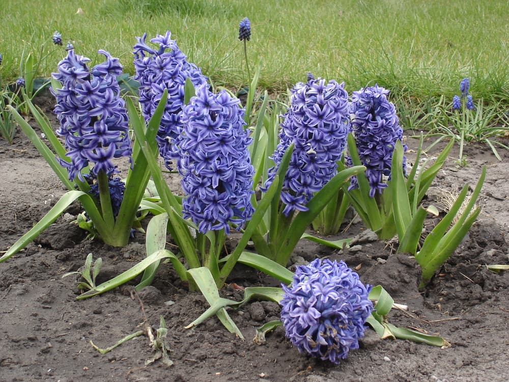 flowers of Hyacinthus orientalis 'Ostara'