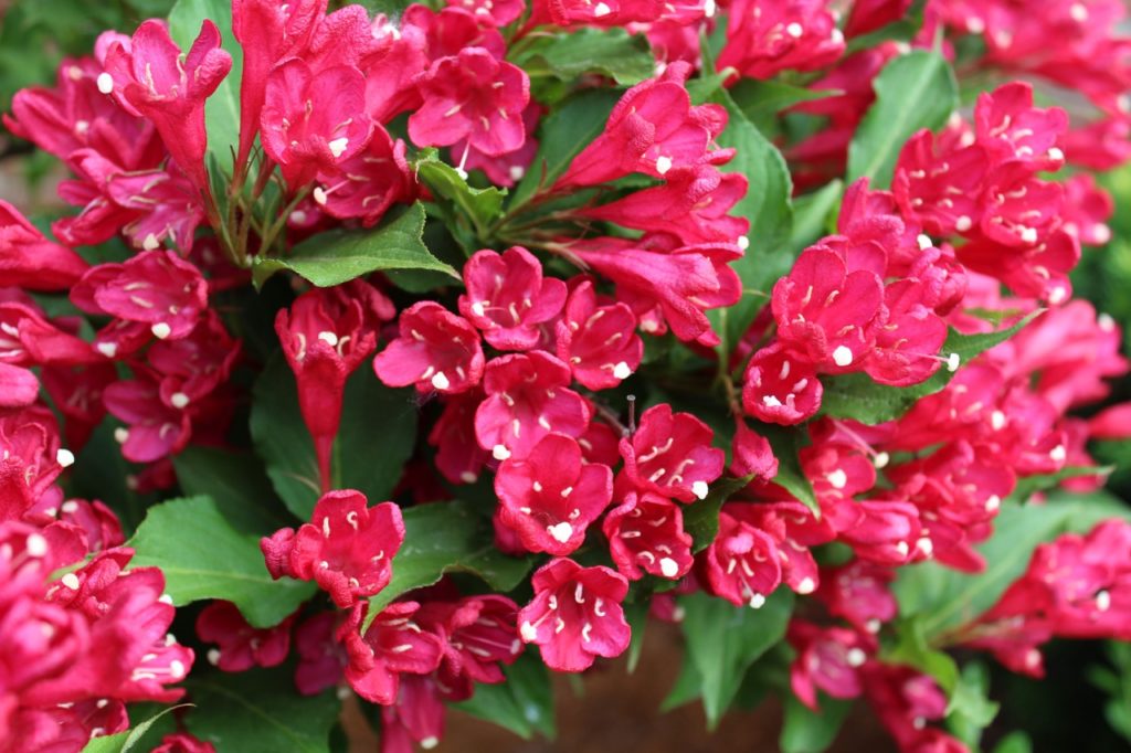 densely packed pink blooms on a weigela 'red prince' shrub with curled leaves