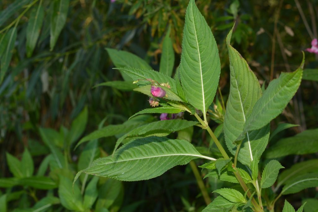 sharp edges on the leaves of a Himalayan balsam with pink flower buds emerging amongst the foliage