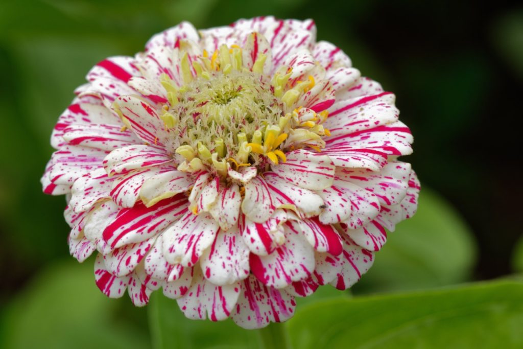 zinnia elegans 'Pop Art' with frilly white petals splashed with red