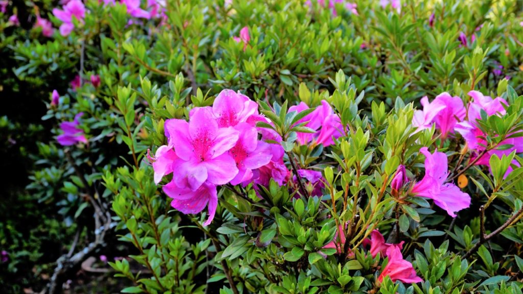 pink flowering azalea shrub with tiny green leaves