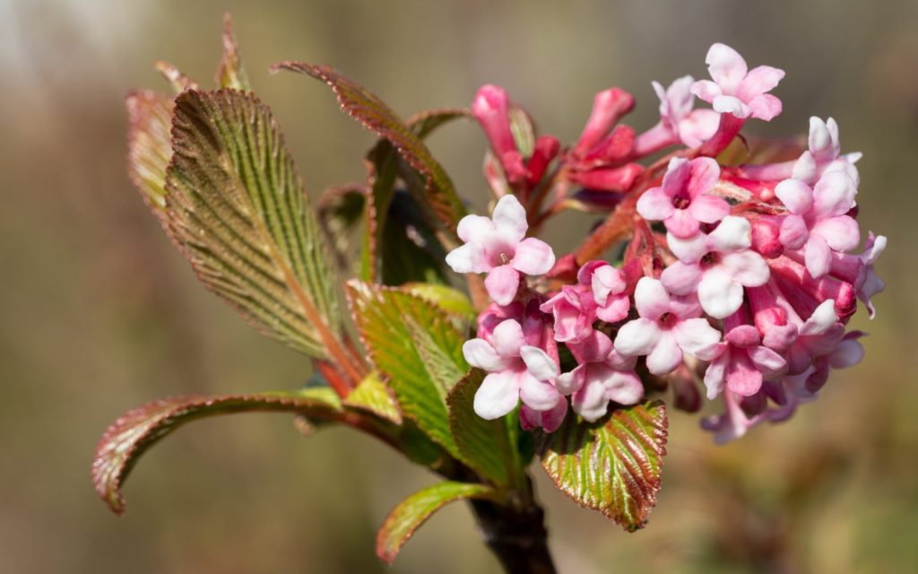 star-shaped pink flowers and bronze-tinged green leaves growing from a farrer viburnum bush