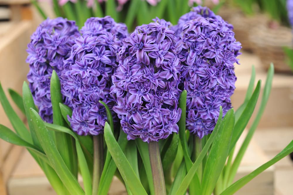 H. 'Royal Navy' with violet coloured flowers