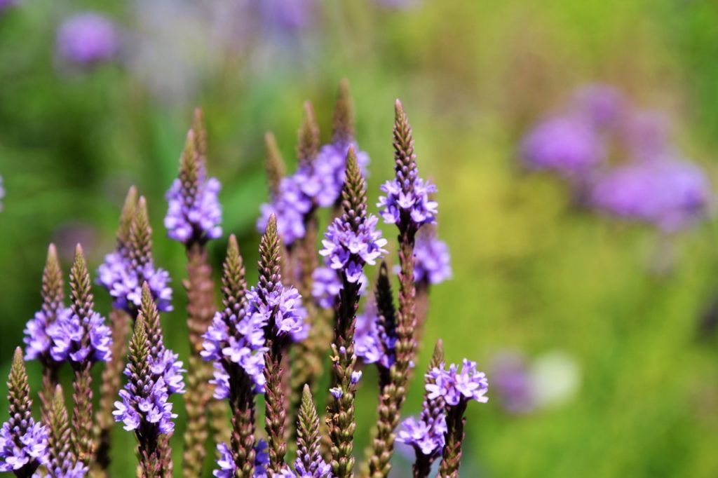 tall upright spires with clusters of purple flowers from a verbena macdougalii 'Lavender Spires' plant