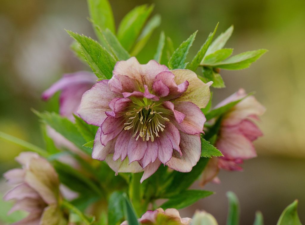white helleborus hybridus Party Dress Group flowers that are tinged with purple