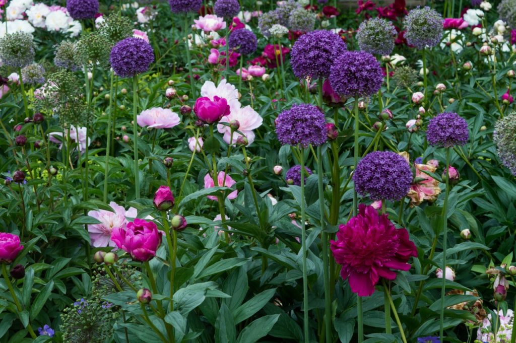 rounded purple alliums growing on top of tall upright stems amongst pale pink and purple peonies