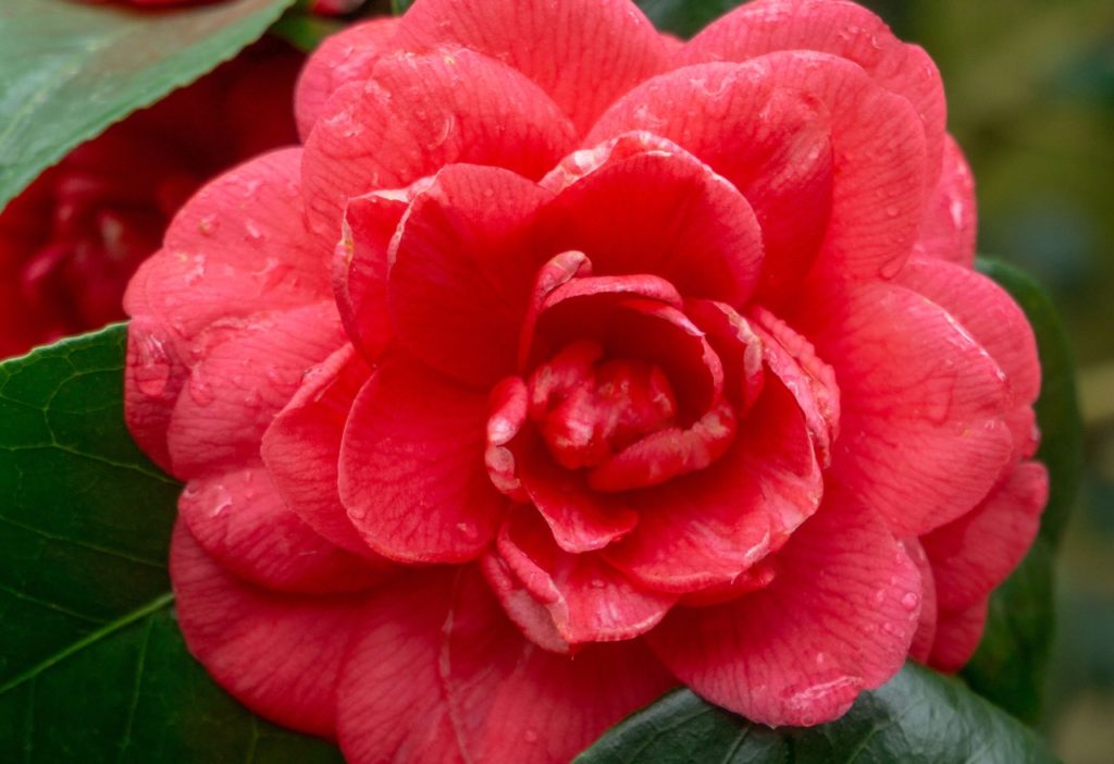 close-up of the pink-reddish flower from a C. japonica 'Jupiter' plant with water droplets resting on the petals