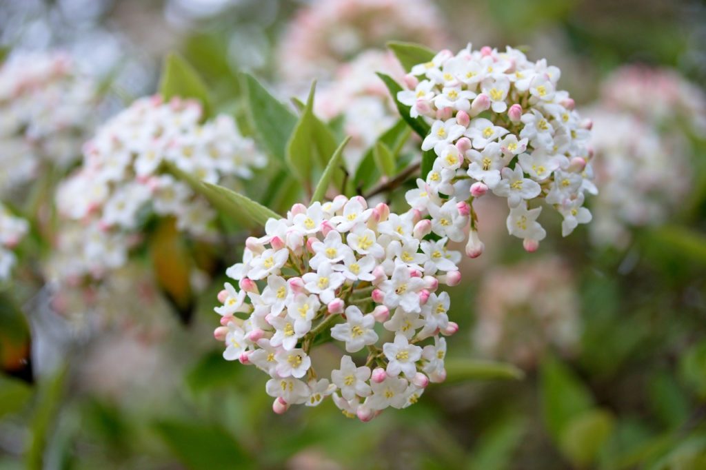 a Viburnum farreri 'Album' shrub with light green leaves and white and pink flower buds