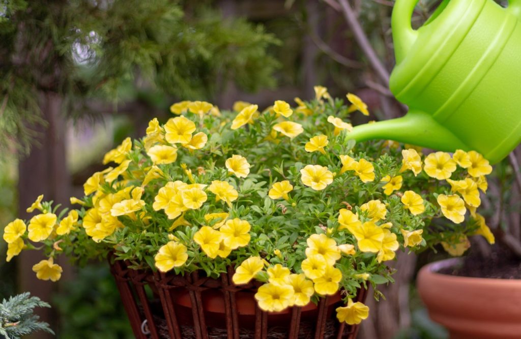yellow petunia flowers growing in a basket being watered by a green watering can