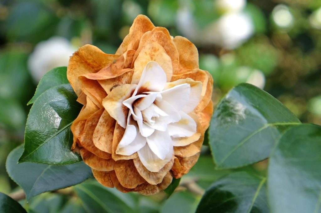 white camellia with petals that are starting to die back and turn brown
