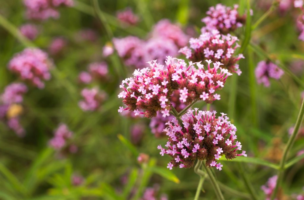 verbena officinalis plant with tiny pink flowers growing in rounded clusters on tall green stems