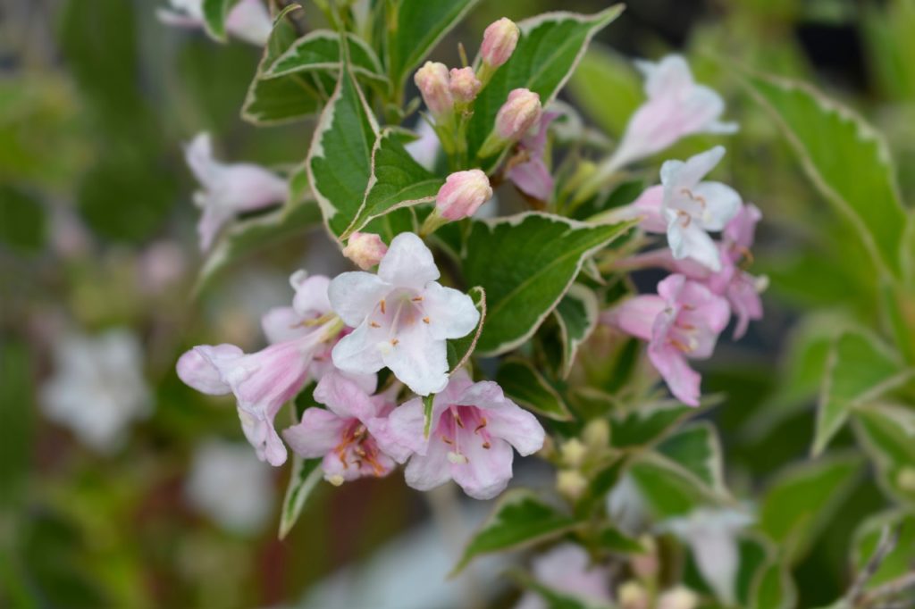 W. florida 'Variegata Nana' with flowers in pale pink and white hues and cream-edged variegated leaves