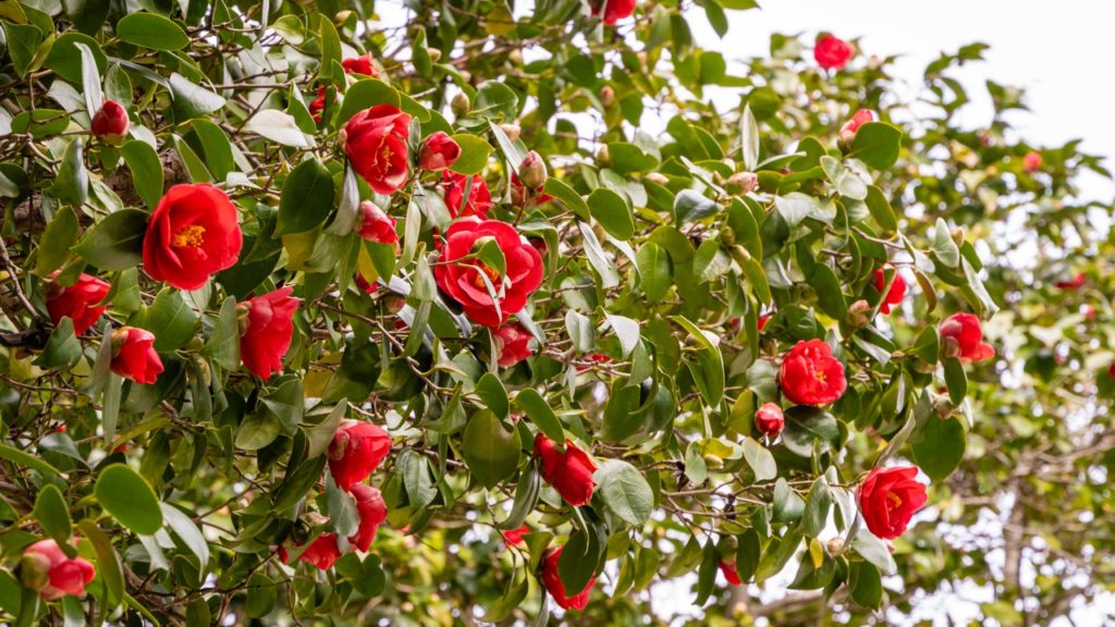 an abundance of camellia blooms growing from a large 'kramer' supreme' shrub