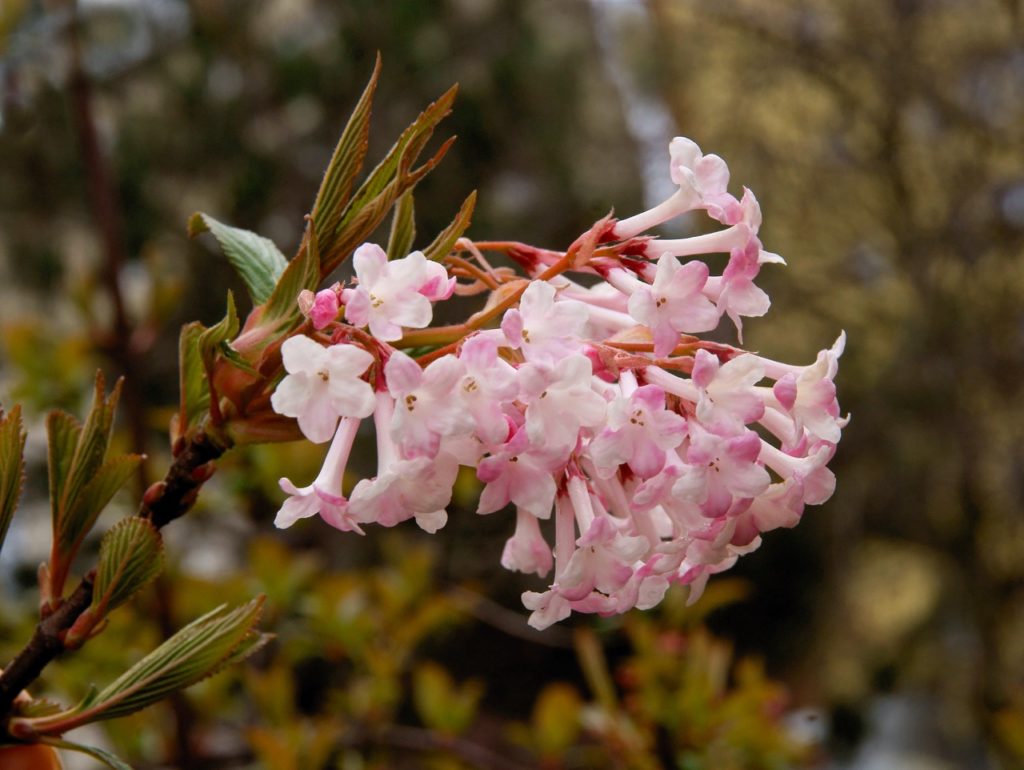 a Viburnum farreri 'December Dwarf' shrub with pink-tinged white flowers
