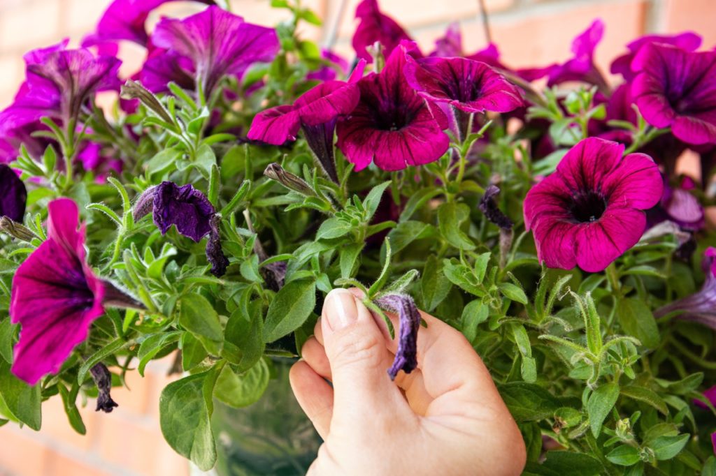gardener pinching off a wilting purple bloom from a petunia