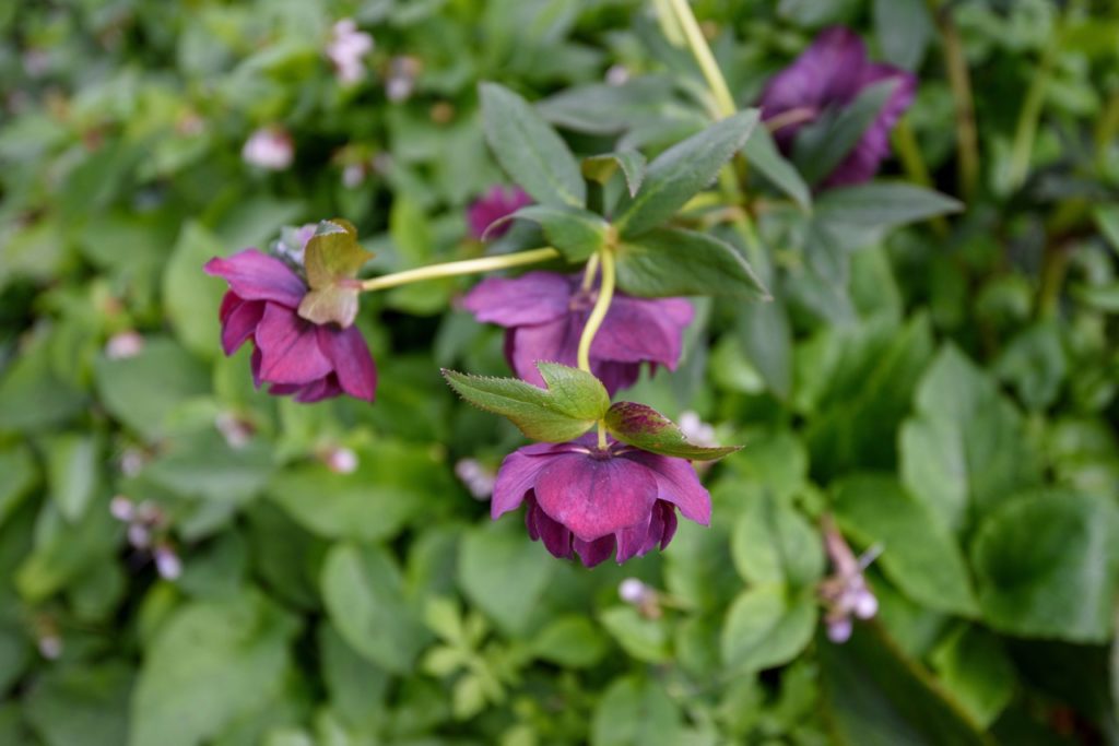 small purple blooms from a hellebore shrub