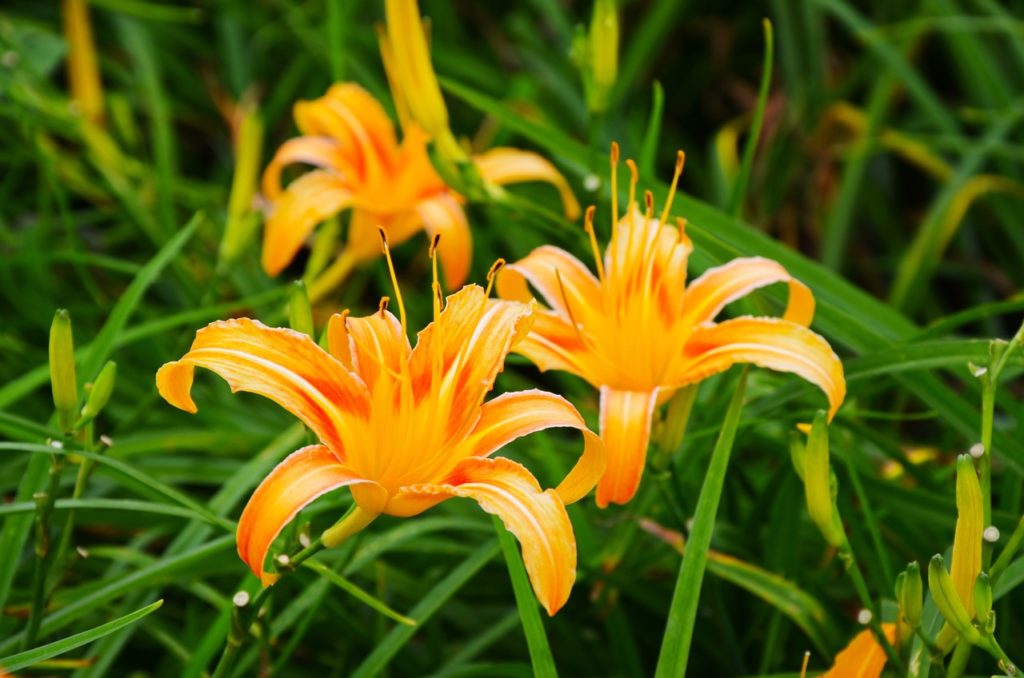 big orange blooms from a daylily plant with petals that are peeling back growing amongst thin blades of green grass