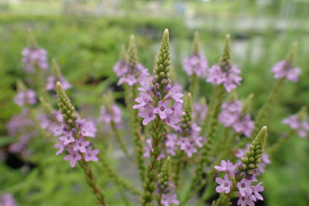 small pink flowers growing along the green spires of a verbena officinalis var. grandiflora 'Bampton'