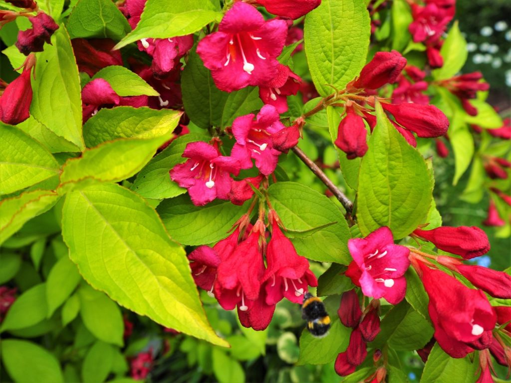 magenta flowers on a W. 'olympiade' bush with a bumblebee hovering towards the white anthers