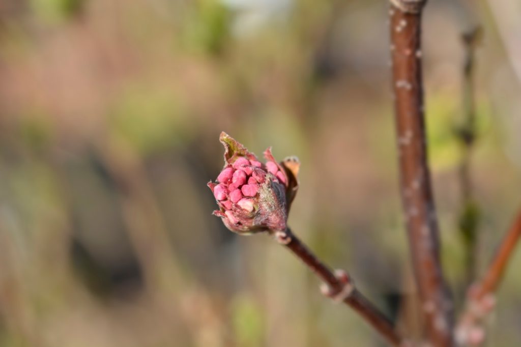 a small flower bud from a Viburnum carlesii 'Aurora' shrub with pink flowers beginning to emerge from a red-brown stem