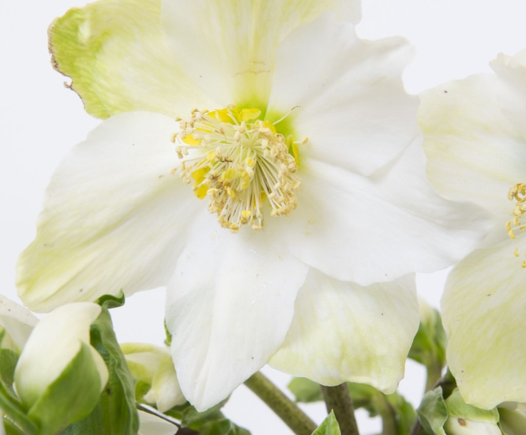 Helleborus 'Verboom Beauty' flowers with white petals