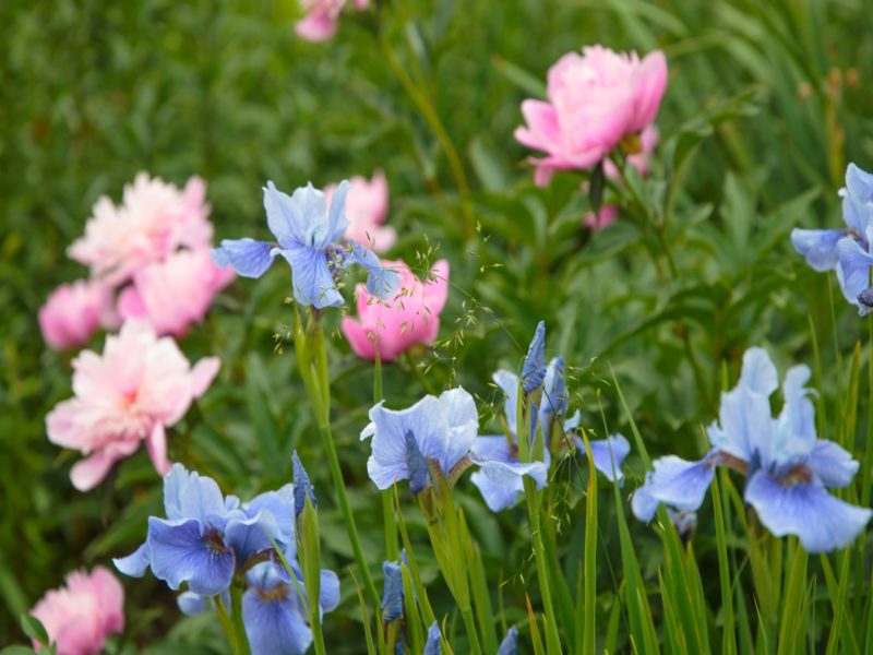 Grow These 18 Companion Plants With Peonies Says Little Budds Peony