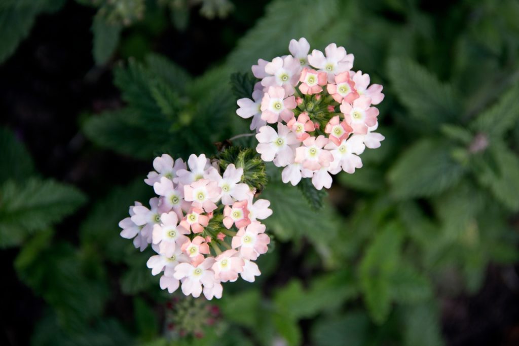 two pink and cream flowering clusters from a verbena 'peaches 'n' cream' shrub