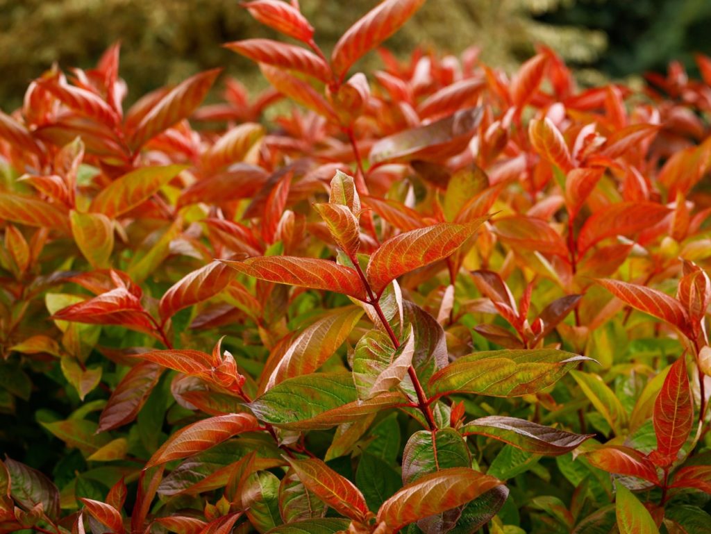 red and green foliage from a weigela 'wings of fire' shrub