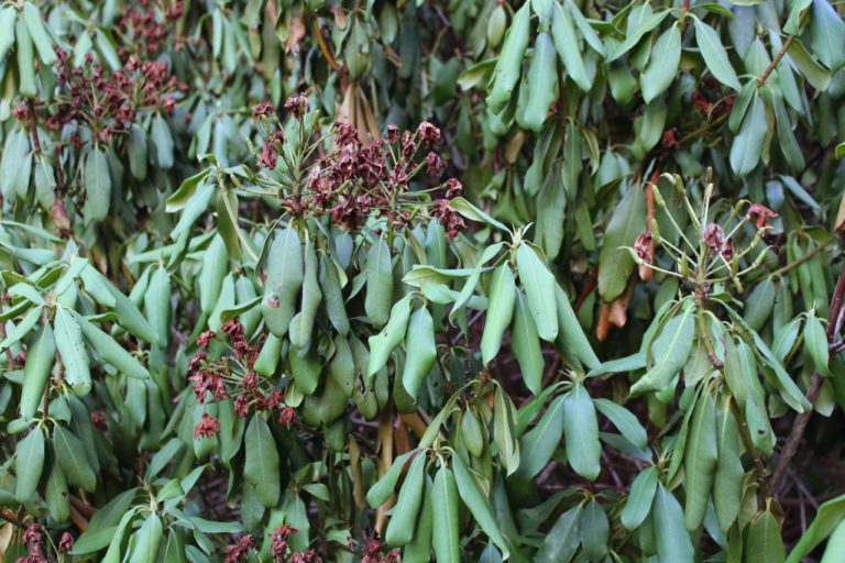 Are Your Rhododendron Leaves Wilting And Drooping? Horticulturists