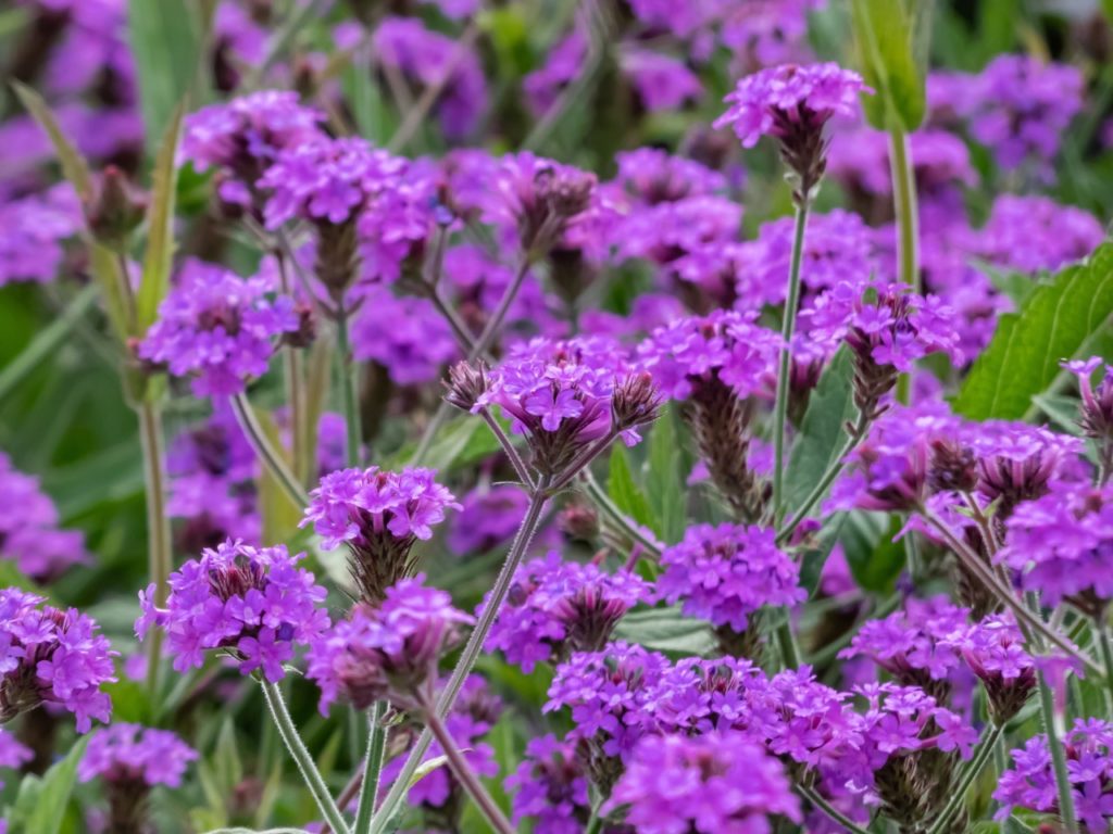 purple flowering slender vervain