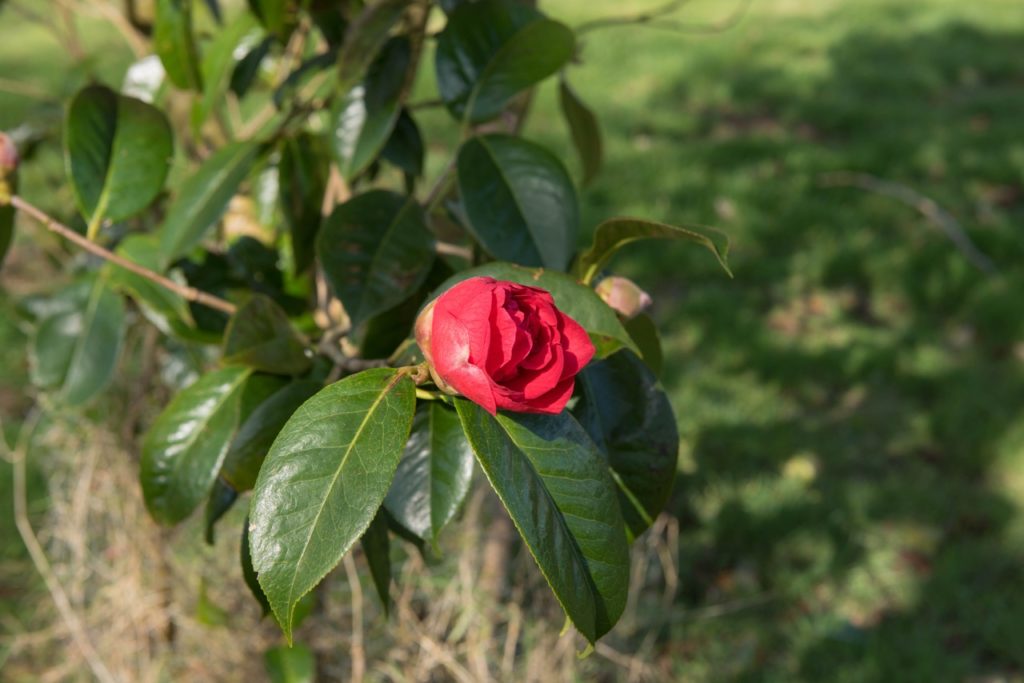 a red flower emerging from bud form from a C. 'royalty' plant