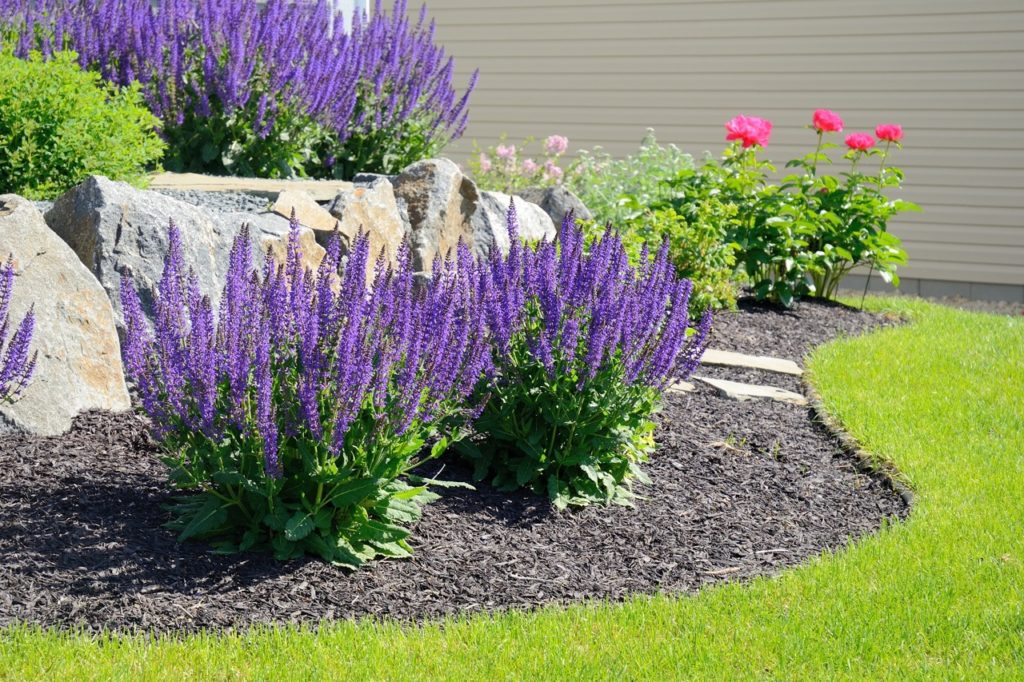 salvia shrubs with purple flowers growing in a mulched garden border with bright pink peonies in the background