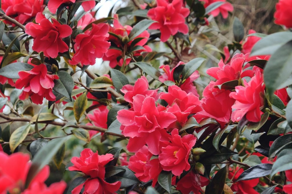 red floriferous camellia × williamsii 'Freedom Bell' with a large number of blooms