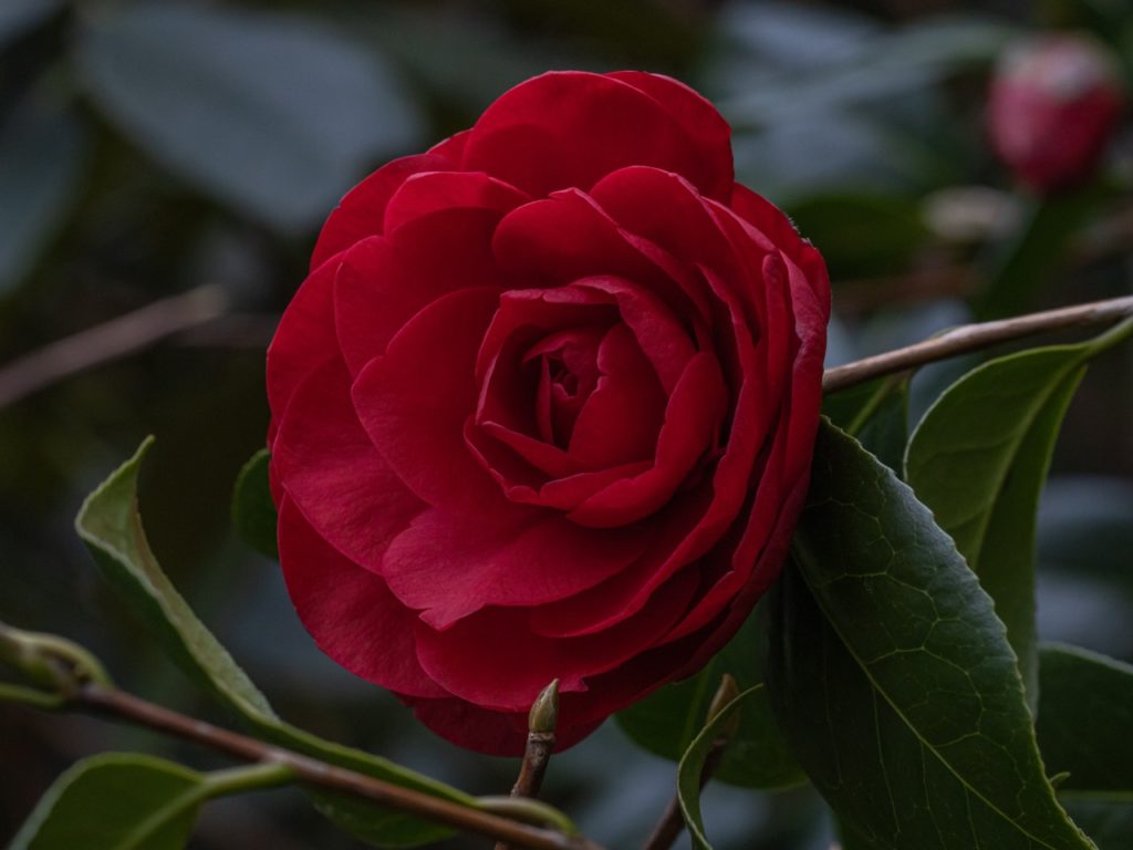 the rosette-forming dark crimson bloom from a C. × williamsii 'Les Jury' bush
