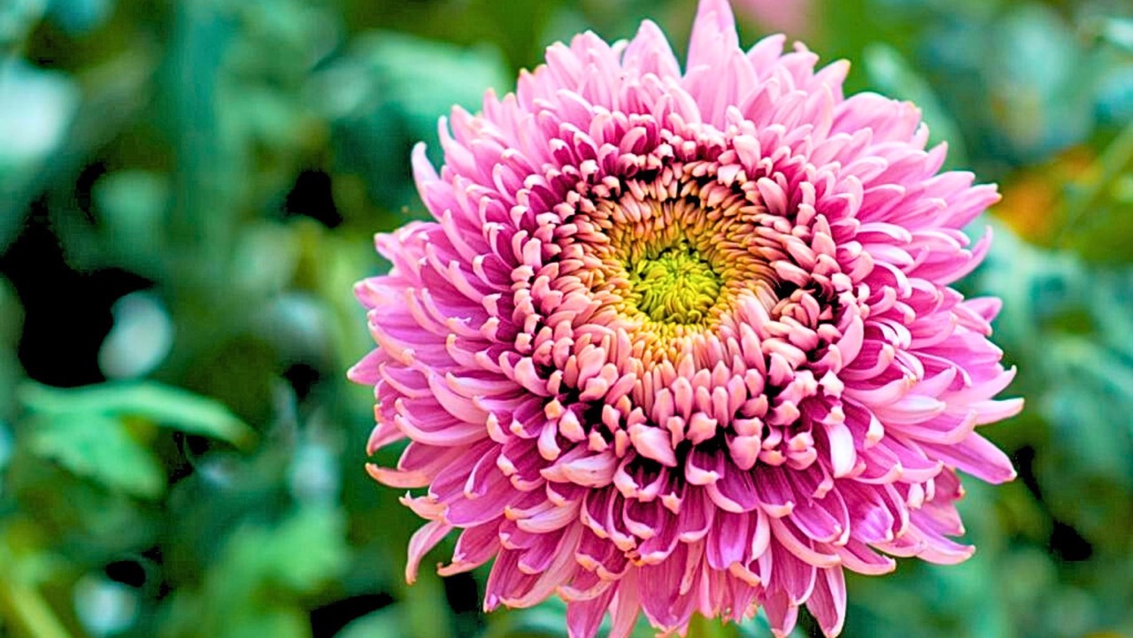 21 RHS Award-Winning Chrysanthemum Types With Options For Any Region