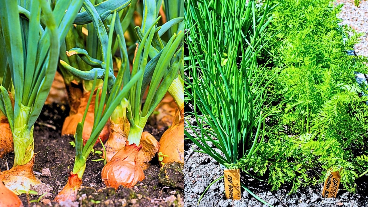 Don't Grow Your Onions Without These Companion Plants Argues Dan Ori Horticulture Magazine