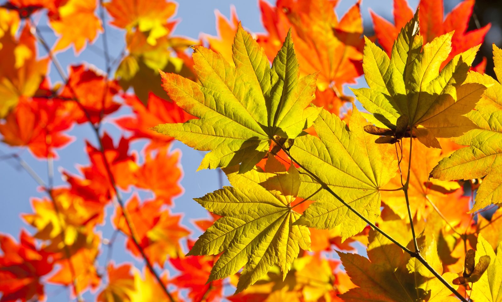 the red, yellow and green coloured leaves of an acer tree set against a blue sky