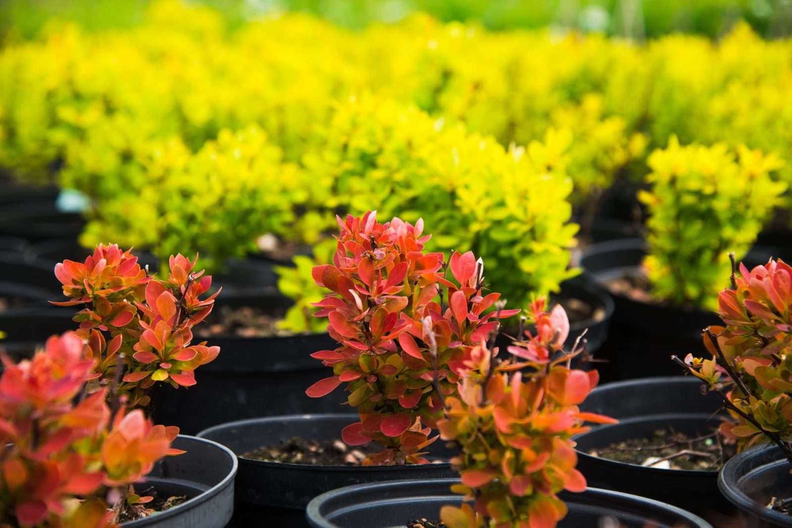 rows of green and red leaved berberis seedlings growing in plant containers
