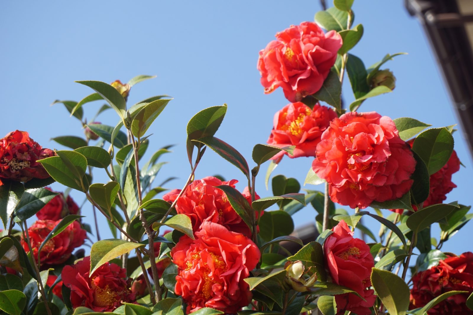 ruffled red blooms from a camellia shrub with a blue sky in the backdrop