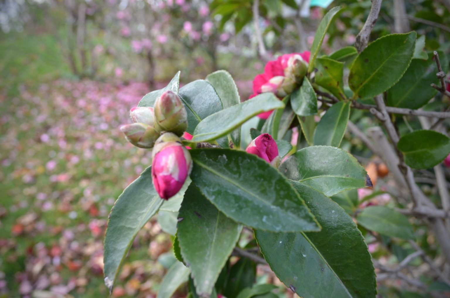 3 Reasons Your Camellia Buds Are Dropping / Not Flowering